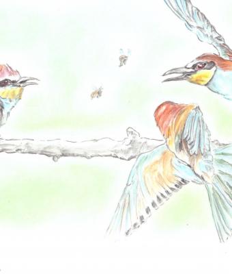 bee-eaters