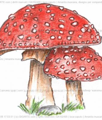 amanita-muscaria-disegno-per