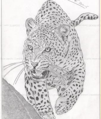 leopardo-leopard