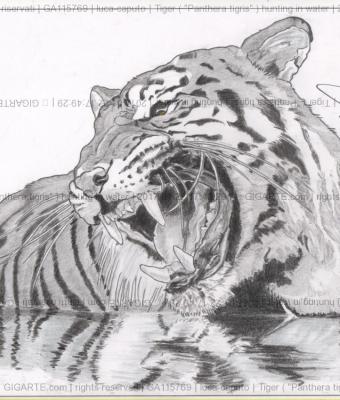 tiger-panthera-tigris-hu