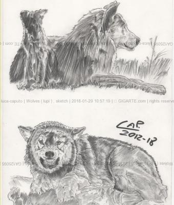 wolves-lupi-sketch