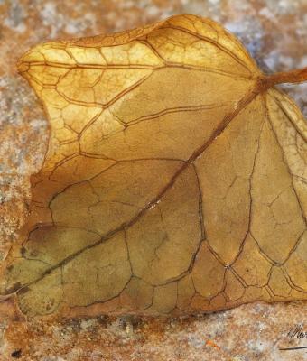 autumn-leaf