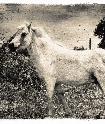 white-horse