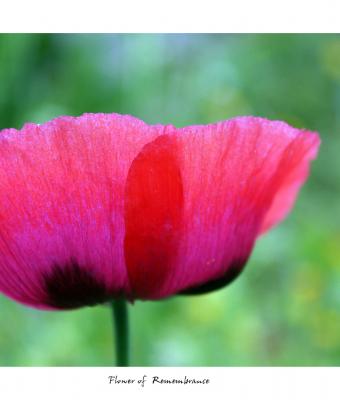 flower-of-remembrance