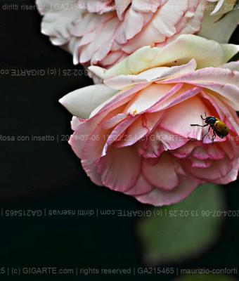 rosa-con-insetto