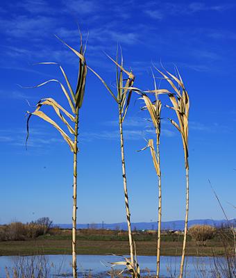 canne-al-vento