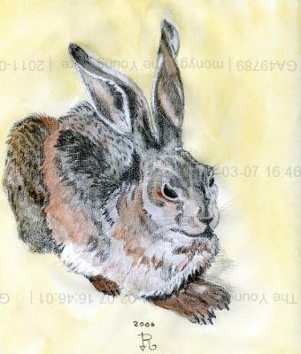 the-young-hare