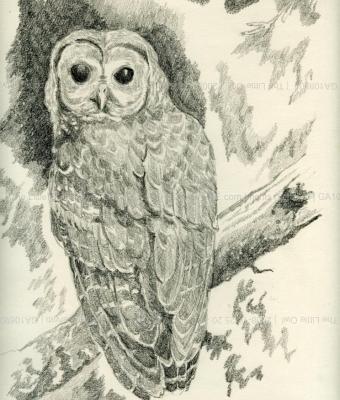 the-little-owl