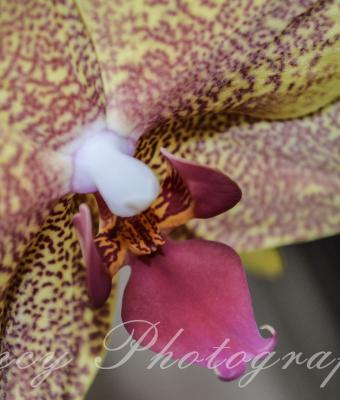 orchidea-2