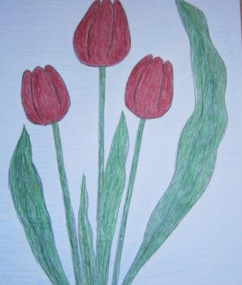 tulipani-rossi