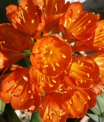 clivia