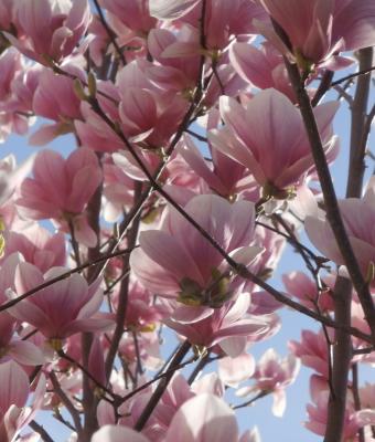 magnolia-in-fioritura