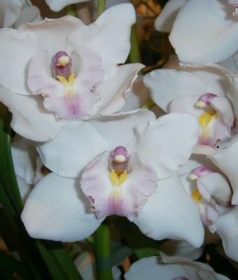 orchidee-bianche