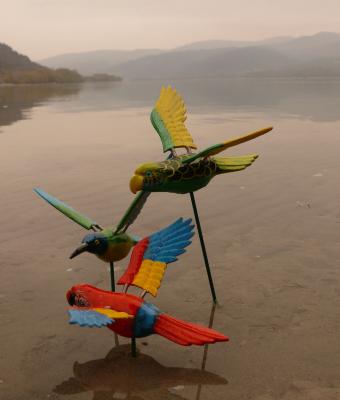 my-parrots-in-the-danube