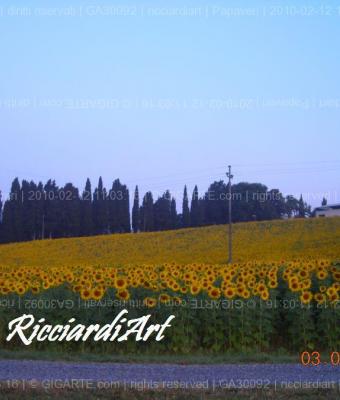 girasoli