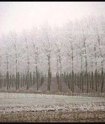 piemontebosco-innevato