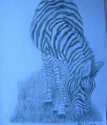 zebra