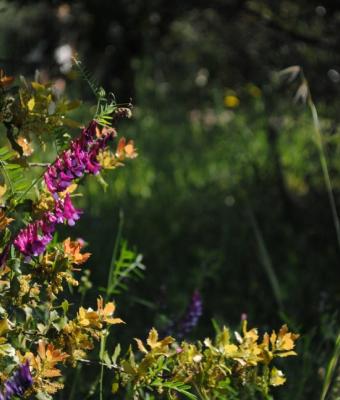 fiori-occhi-della-natura