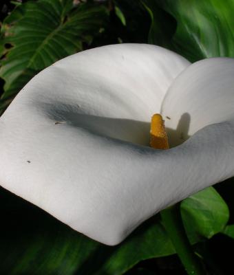 la-calla