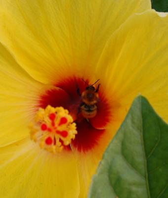 sbirciando-un-fiore