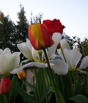 tulipani