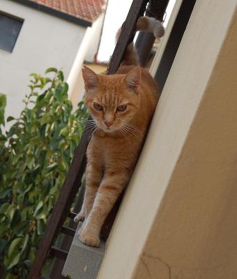 red-cat