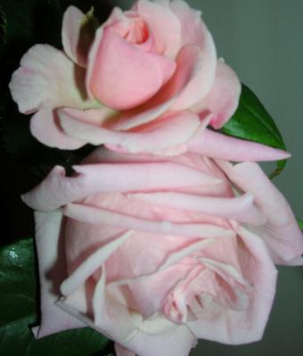 quotrose-rosa-1quot