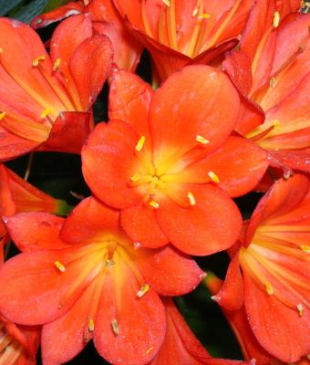 clivia