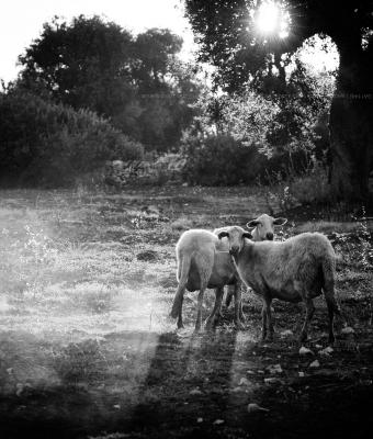 ostuni-2007