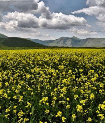 prato-castelluccio-di-norcia