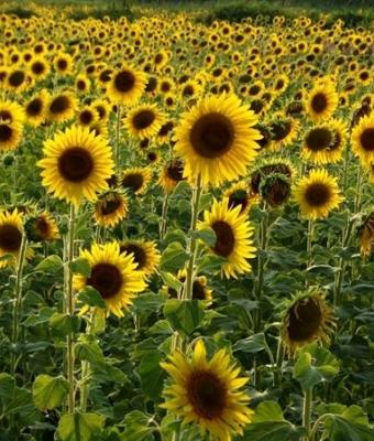 girasoli