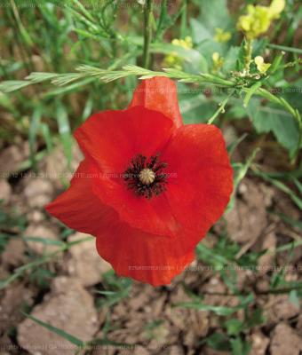 papaver-rhoeas