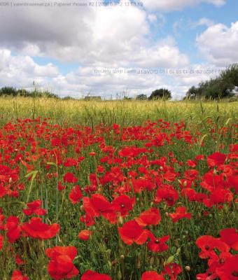 papaver-rhoeas-2