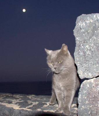 gatto-con-luna