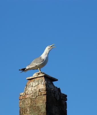 urlo-di-gabbiano