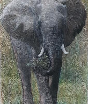 l-elefante