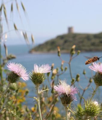 ape-al-mare-sardegna