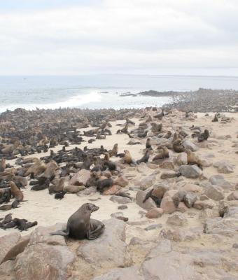 cape-cross-namibia