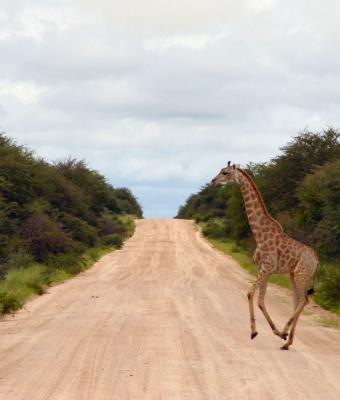 giraffa-atraversa-la-strada