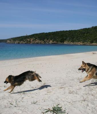 cani-si-rincorrono-in-spiaggia