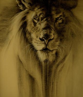 lion