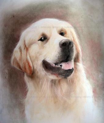 ritratto-di-golden-retriever